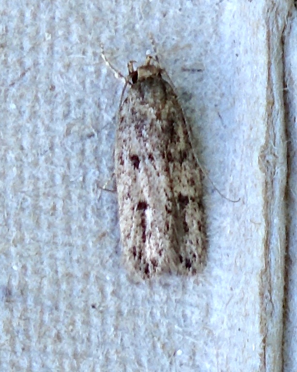 bryotropha domestica